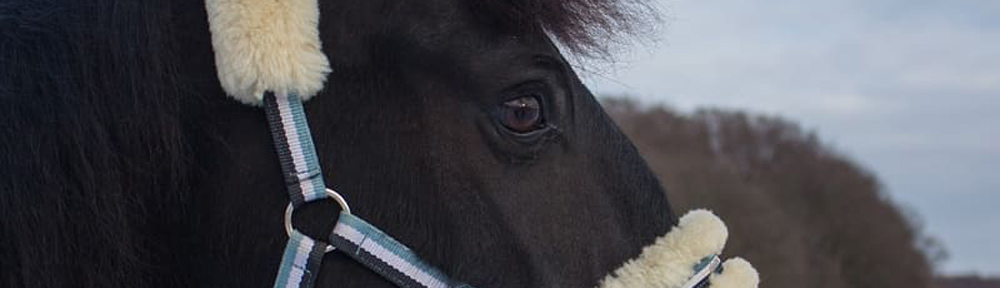 Kotwasser bei Pferden – ein Langzeit-Erfahrungsbericht